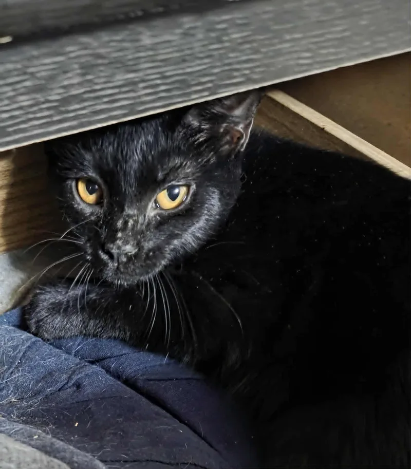 Hissy Pants thumbnail 3