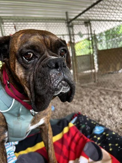 An adult medium-sized male Boxer dog named Rover for adoption in Shawano, WI