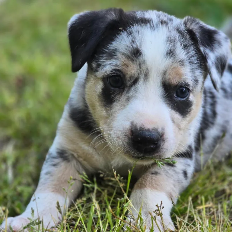 A baby medium-sized female Mixed Breed dog named Harmonic for adoption in Alexandria, VA