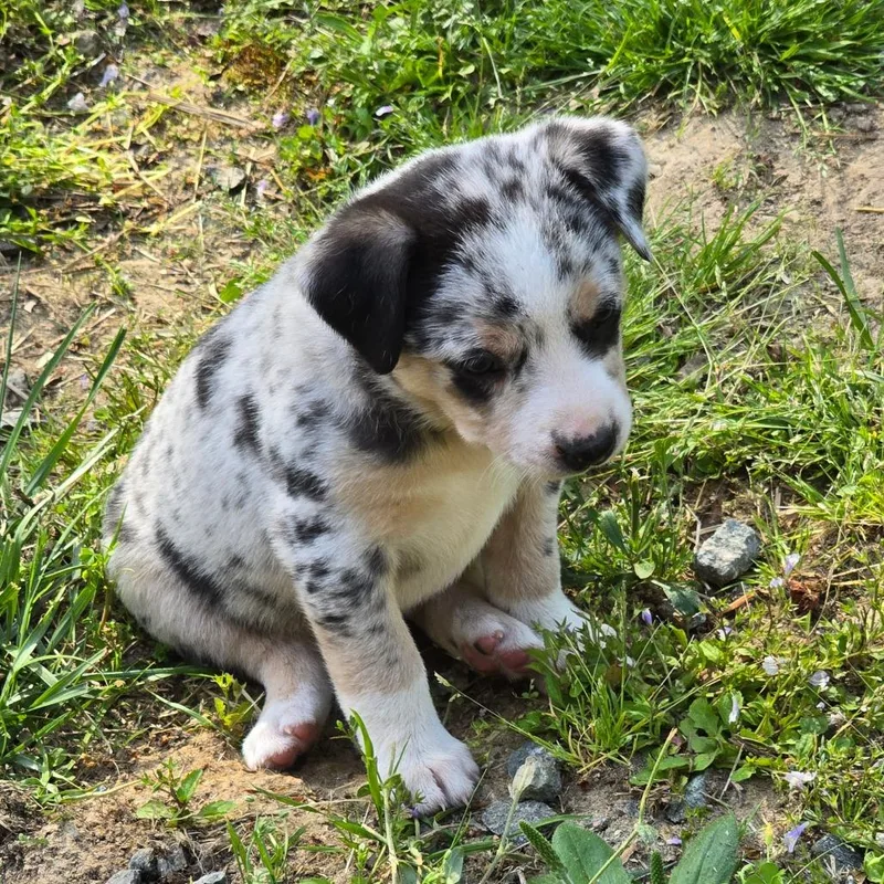 Harmonic thumbnail 3