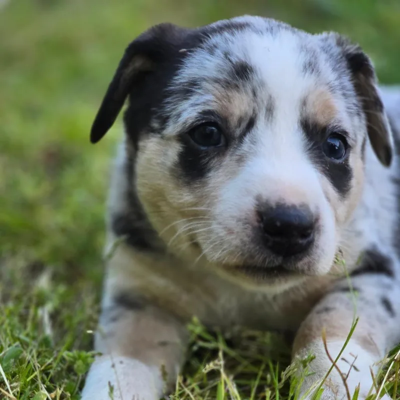 Harmonic thumbnail 4