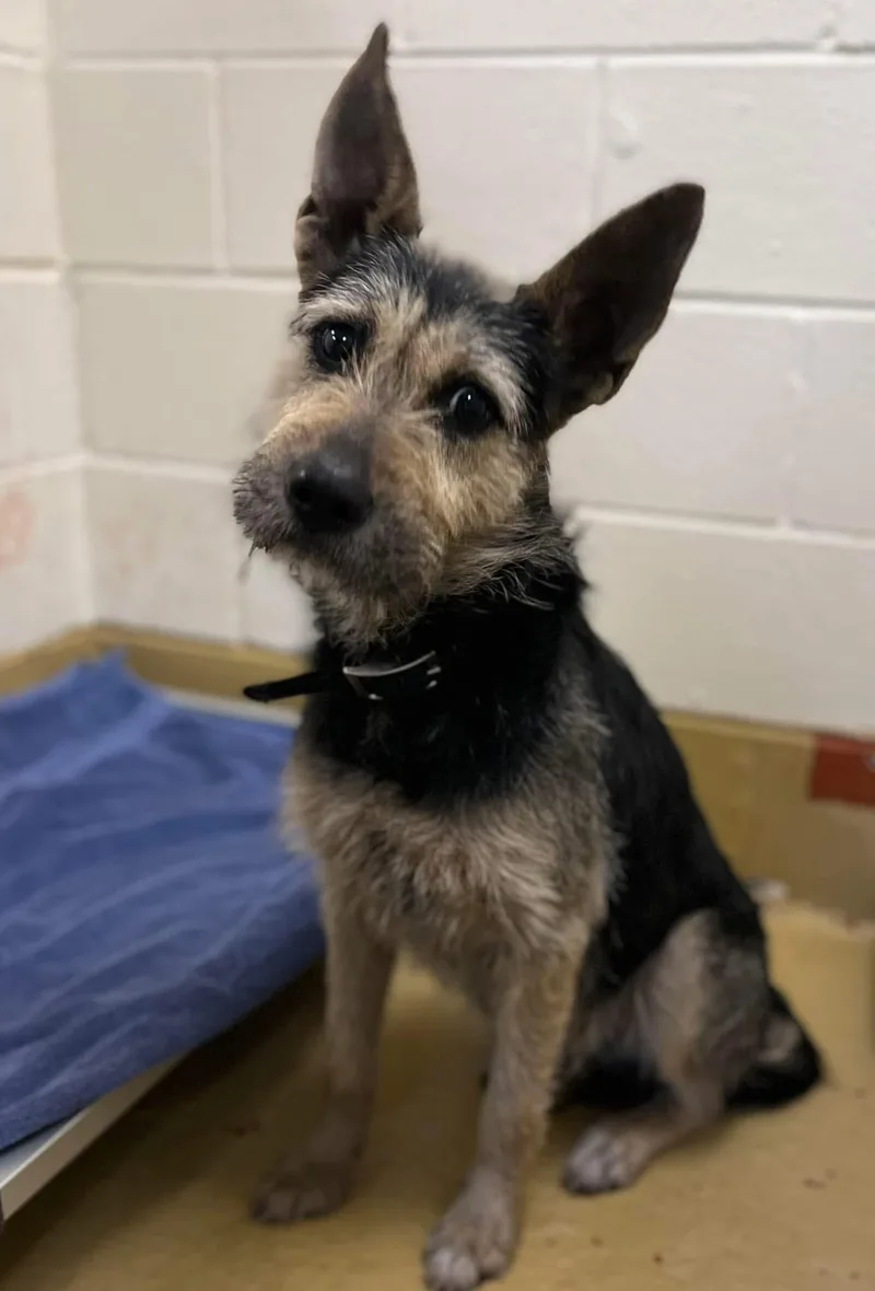 Cinder Ella thumbnail 2