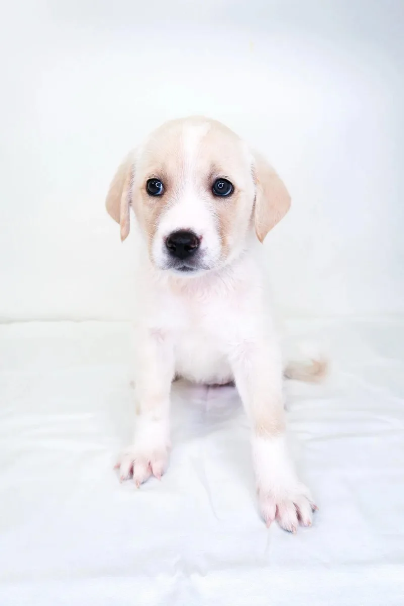 A baby medium-sized female Yellow / Tan / Blond / Fawn Great Pyrenees dog named Sunshine for adoption in Bixby, OK