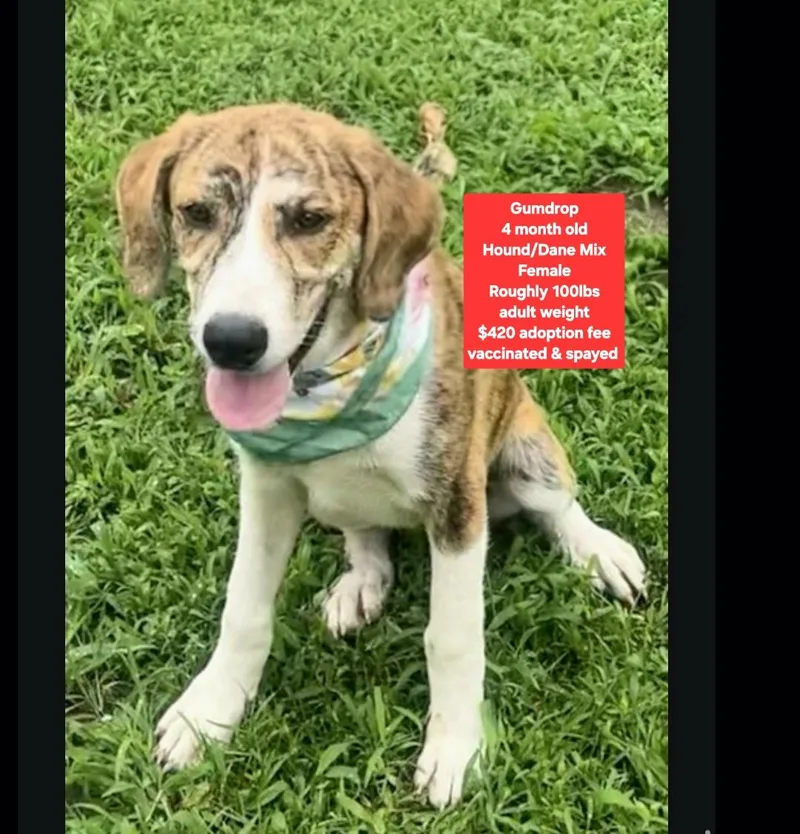A baby large-sized female Hound dog named Gumdrop for adoption in Oviedo, FL