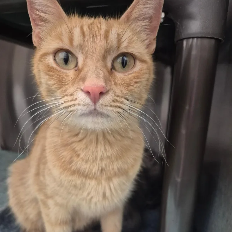 An adult medium-sized female Orange / Red Domestic Short Hair cat named Solana for adoption in Kingman, KS