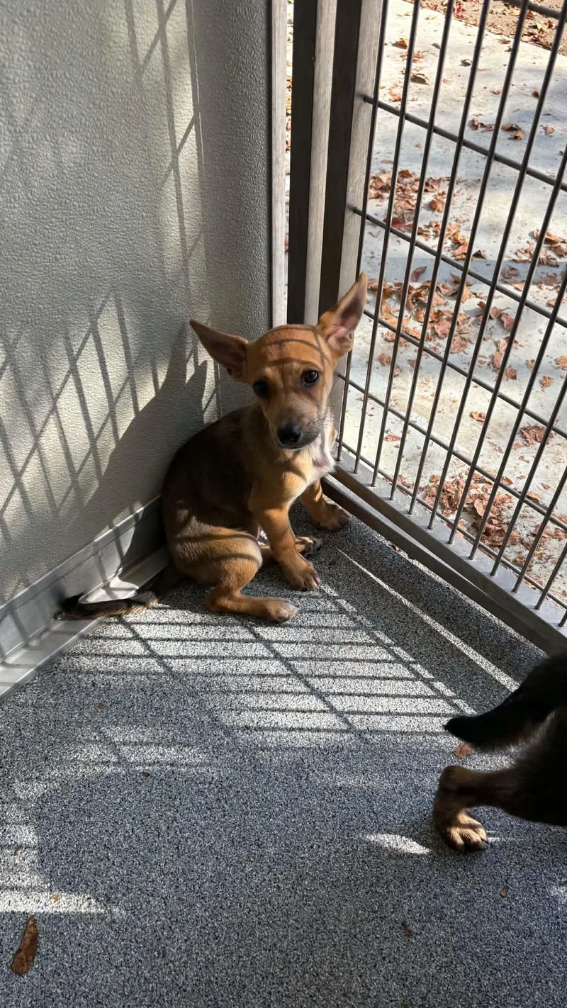 A baby small-sized female Terrier dog named Nora for adoption in Ayden, NC