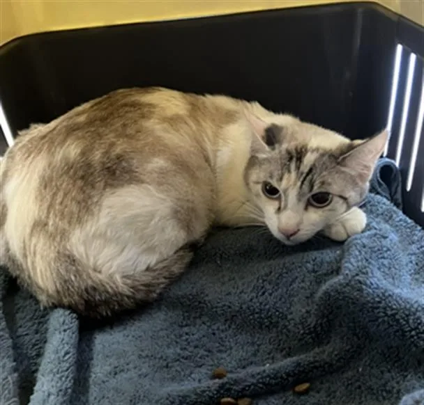 An adult medium-sized female Domestic Short Hair cat named Nani for adoption in Long Beach, CA