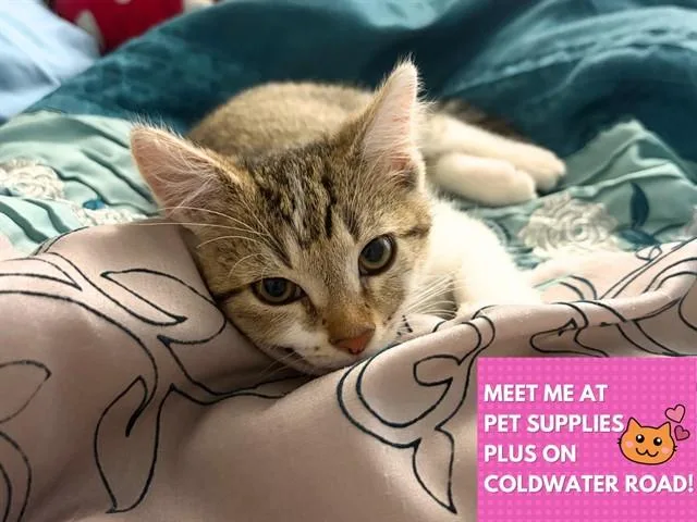 A baby small-sized male Domestic Short Hair cat named Remi for adoption in Fort Wayne, IN