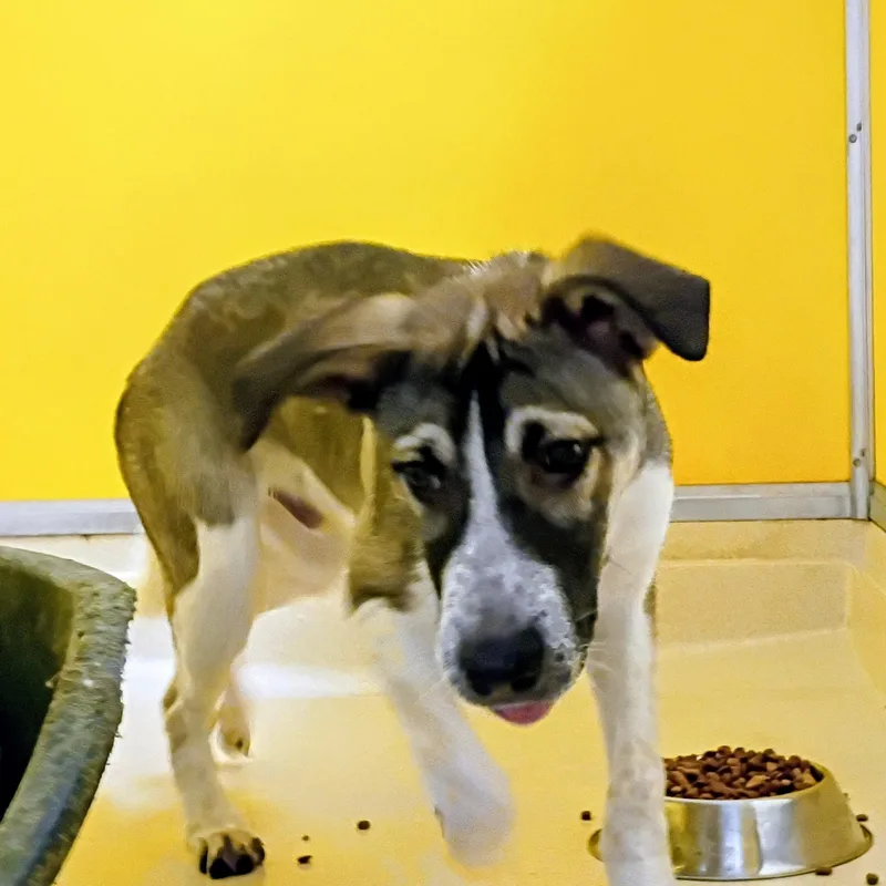 A baby medium-sized male Tricolor (Brown, Black, & White) Husky dog named Hawk for adoption in San Luis, CO
