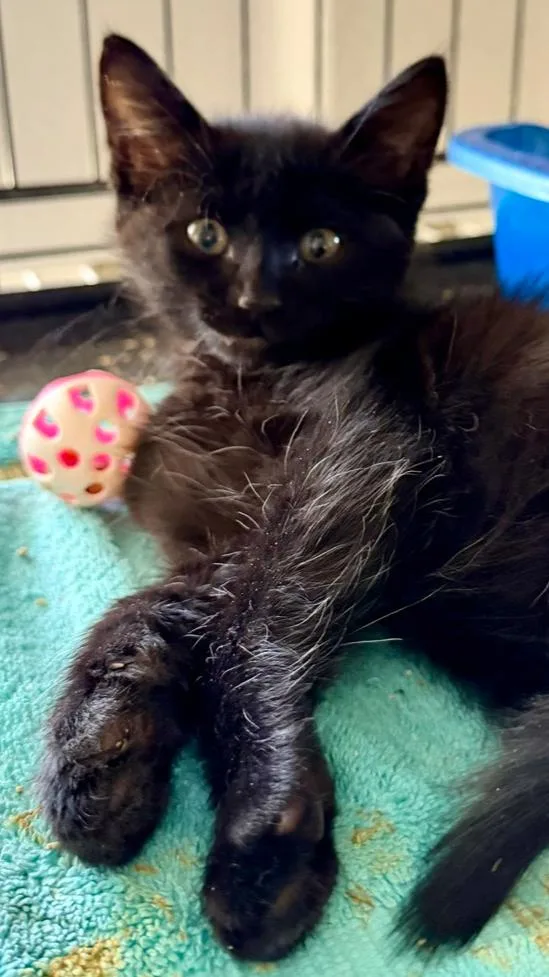 A baby small-sized male Black Domestic Medium Hair cat named Archen for adoption in Oakdale, CA