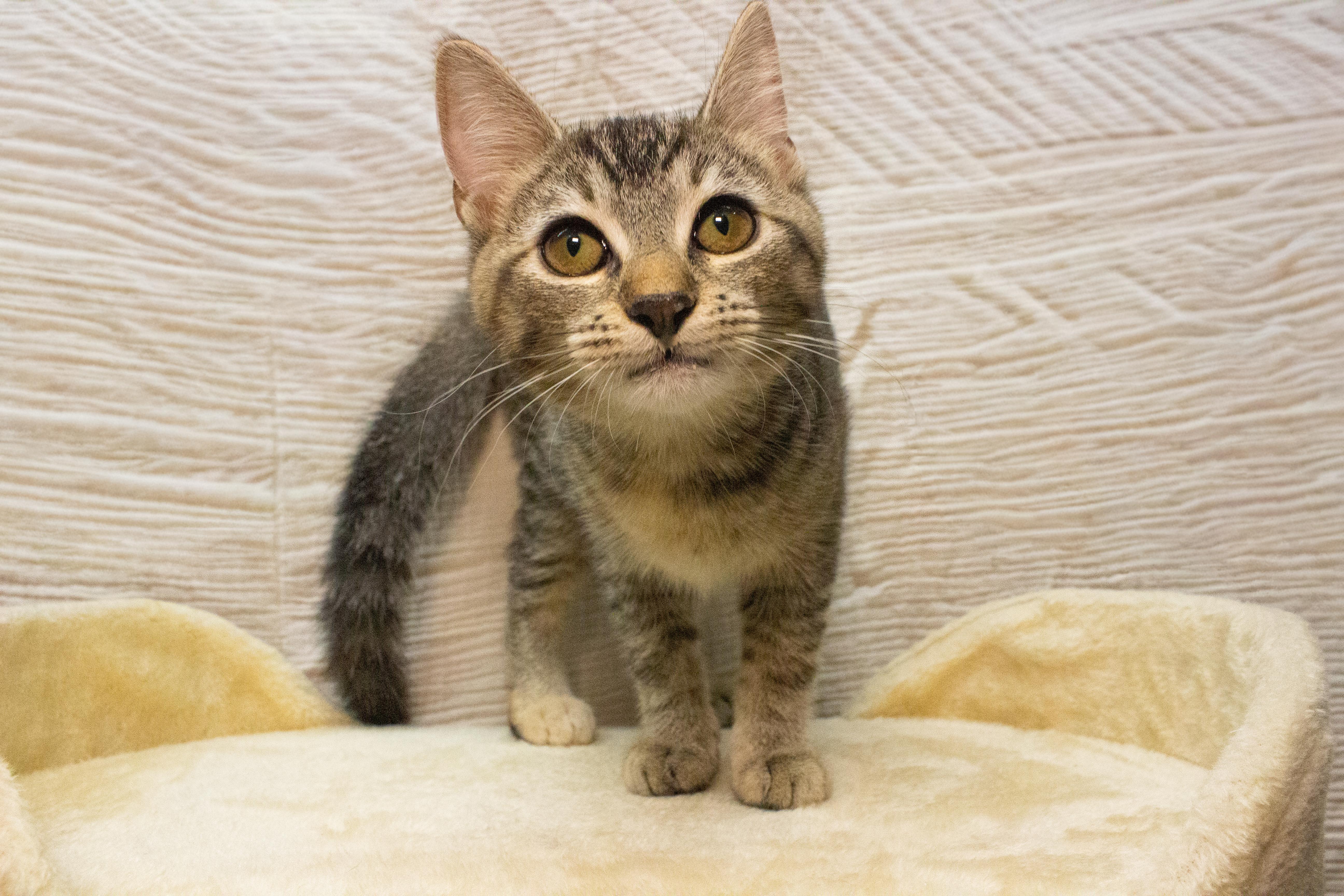 A baby small-sized male Brown / Chocolate Domestic Short Hair cat named Hoppy for adoption in Covina , CA