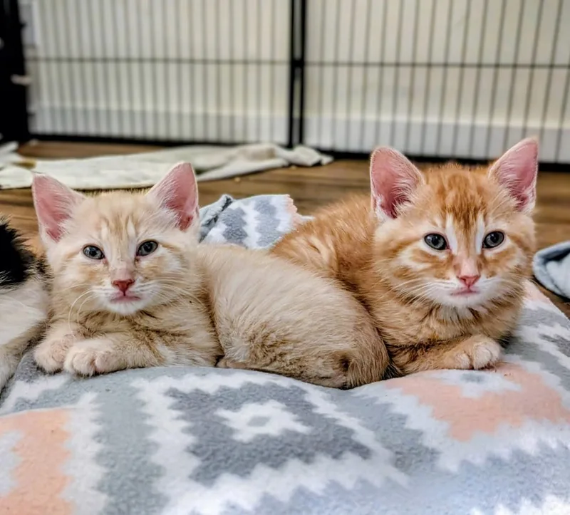 Sol & Vega