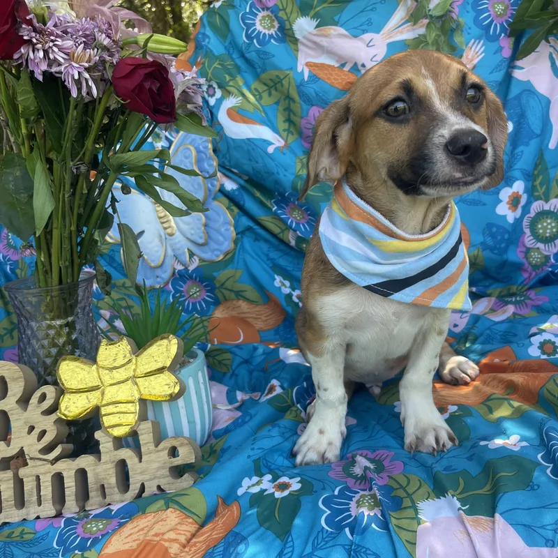 A baby medium-sized male Beagle dog named Quico for adoption in Sebring, FL