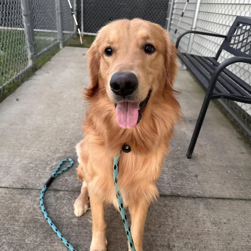 A young large-sized male Golden Retriever dog named Gus for adoption in Canton, IL