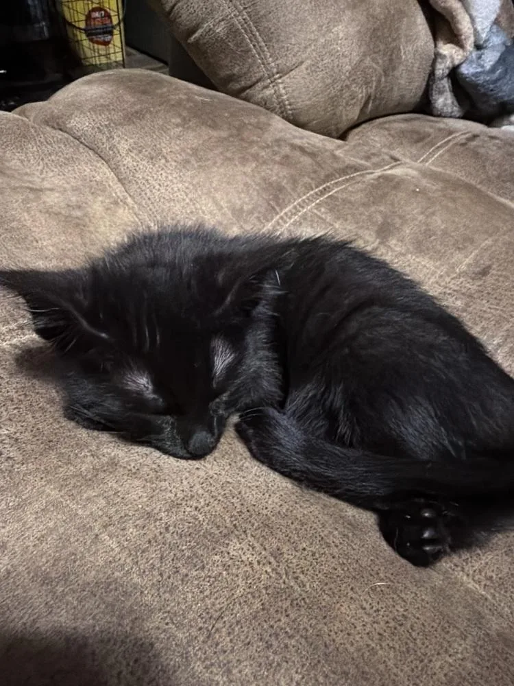 A baby small-sized male Black American Shorthair cat named Kona for adoption in Deltona, FL
