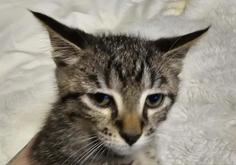 A baby small-sized male Tabby (Brown / Chocolate) Domestic Short Hair cat named Amir for adoption in Anoka, MN