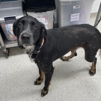 An adult medium-sized male Border Collie dog named Milo for adoption in Indianapolis, IN