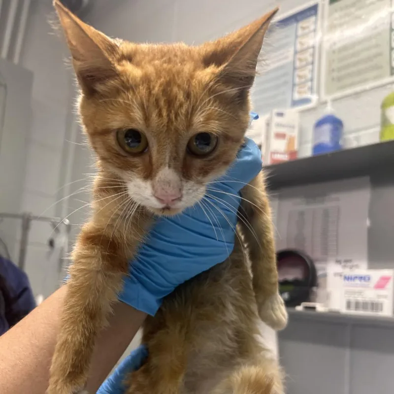 A baby small-sized male Orange / Red Domestic Short Hair cat named Ike for adoption in Summerville, SC