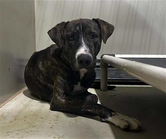 A young large-sized male Pit Bull Terrier dog named A for adoption in Bakersfield, CA