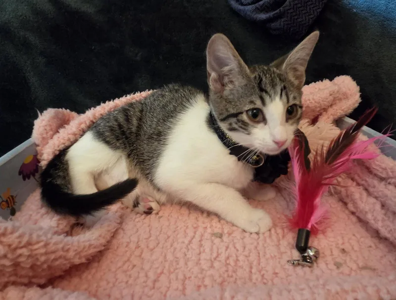 A baby medium-sized female Gray & White Domestic Short Hair cat named Miso for adoption in Flushing, NY