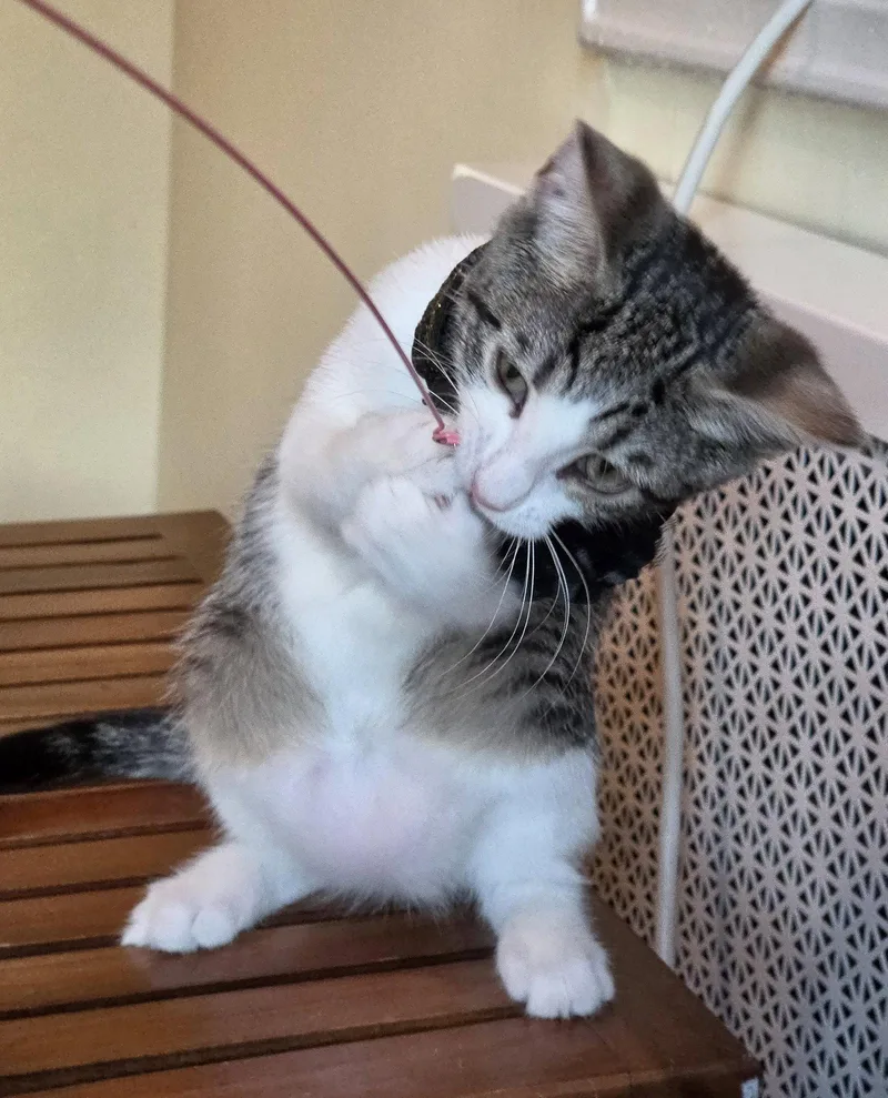 Miso thumbnail 3