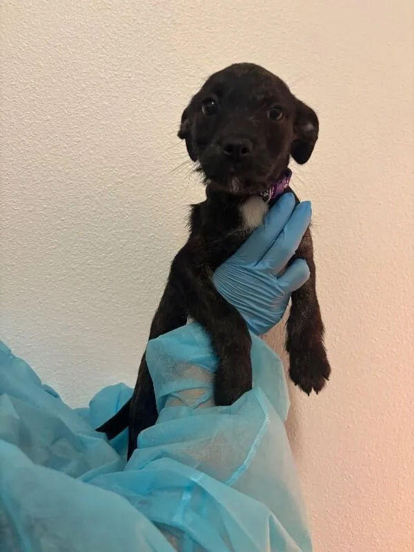A baby small-sized female Brindle Terrier dog named Oatmeal Raisin for adoption in Van Nuys, CA