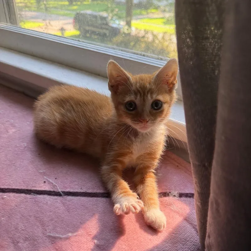 Ember