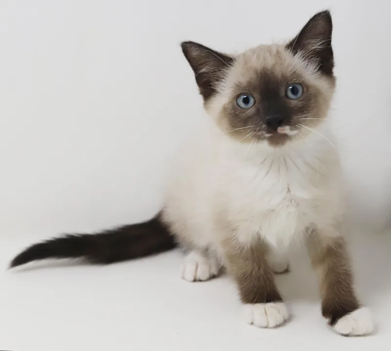 A baby small-sized female Blue Point Siamese cat named Ariel And Eric  for adoption in Bedford Hills, NY