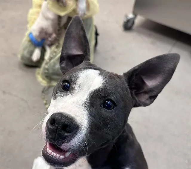 A young small-sized female Pit Bull Terrier dog named Gelato for adoption in Tucson, AZ