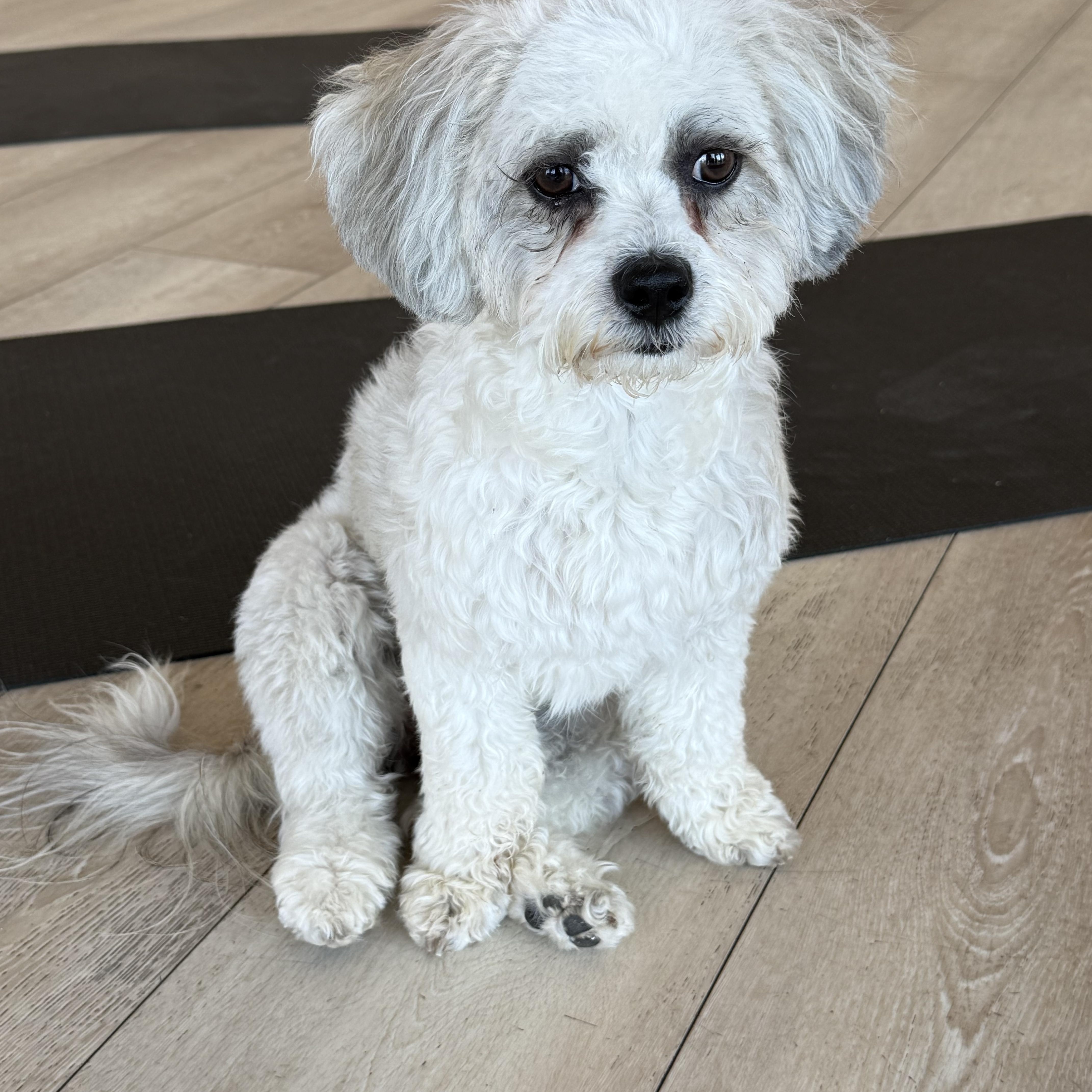 A young small-sized female Maltese dog named Laverne for adoption in Bakersfield, CA
