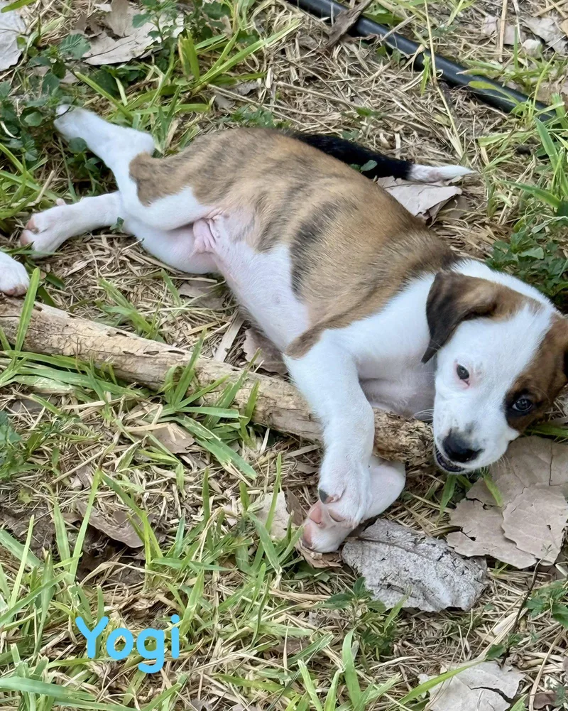 A baby large-sized male Boxer dog named Bear Litter Yogi for adoption in Monticello, NY