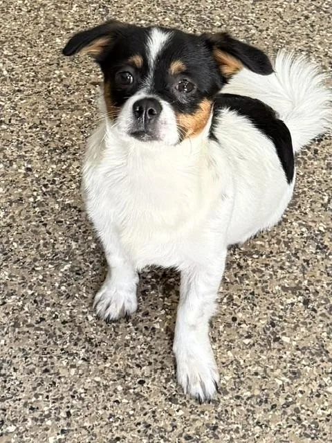 A baby small-sized male White / Cream Jack Russell Terrier dog named Junior Joy for adoption in Andover, MA