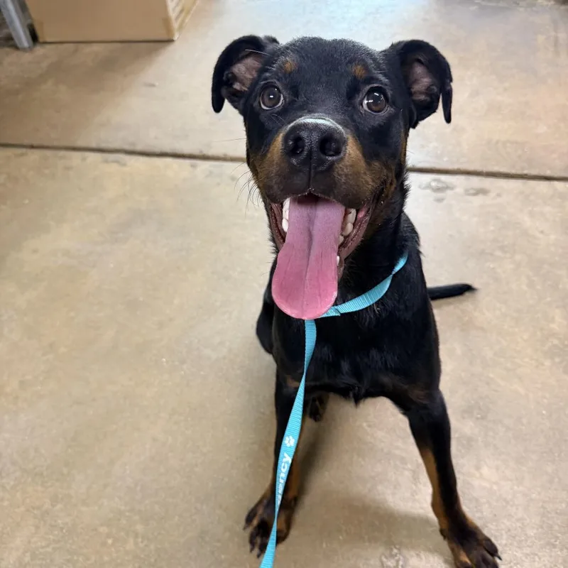 A young medium-sized male Black Rottweiler dog named Gordon for adoption in Columbus, GA