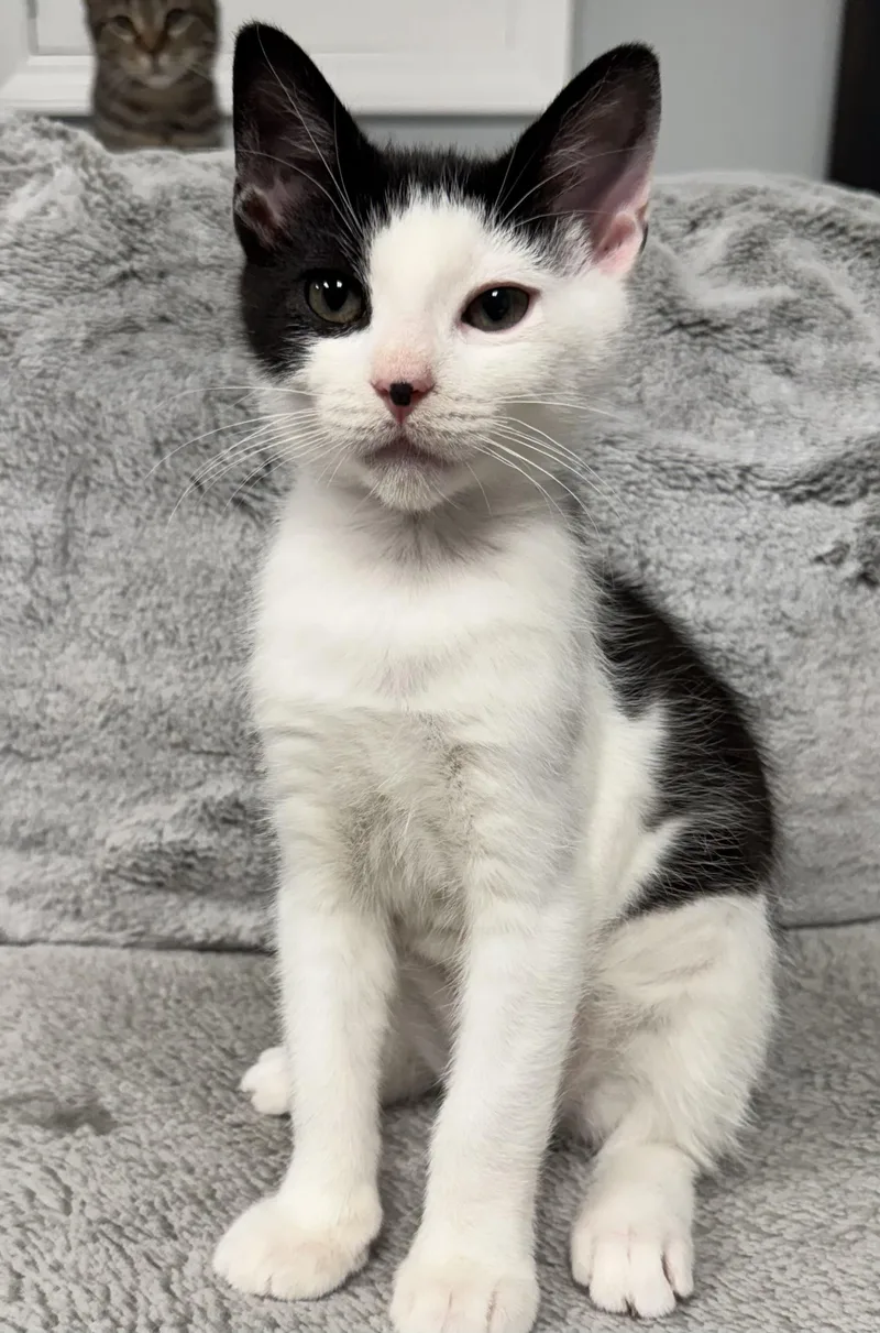 A baby medium-sized male Black & White / Tuxedo Domestic Short Hair cat named Button for adoption in Cranford, NJ