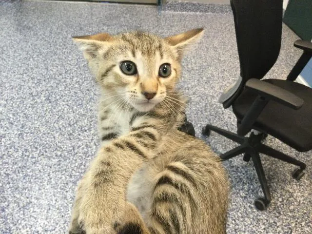 A baby small-sized male Domestic Short Hair cat named A for adoption in Thousand Palms, CA
