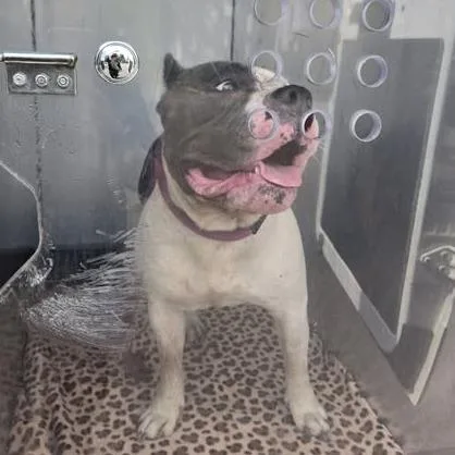 An adult medium-sized female Gray / Blue / Silver Pit Bull Terrier dog named Pamela for adoption in Bristol, IN