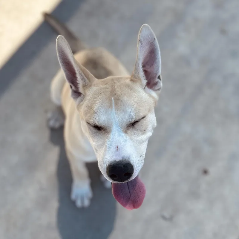 A baby medium-sized male Apricot / Beige Husky dog named Conner for adoption in Seguin, TX