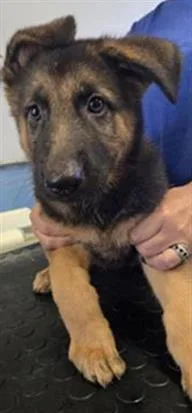 A baby large-sized female German Shepherd Dog dog named A for adoption in Camarillo, CA