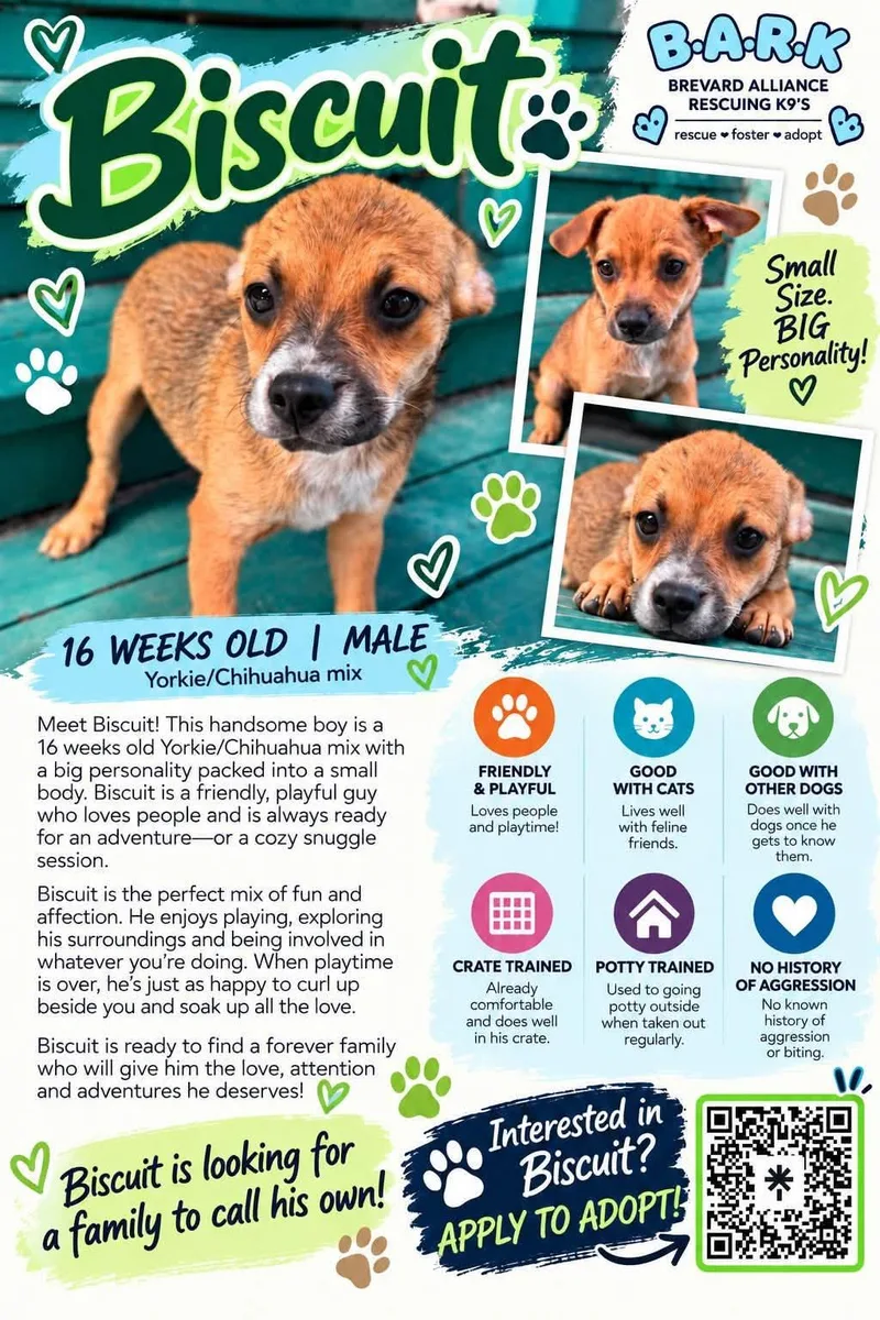 A baby small-sized male Apricot / Beige Australian Shepherd dog named Biscuit for adoption in Palm Bay, FL