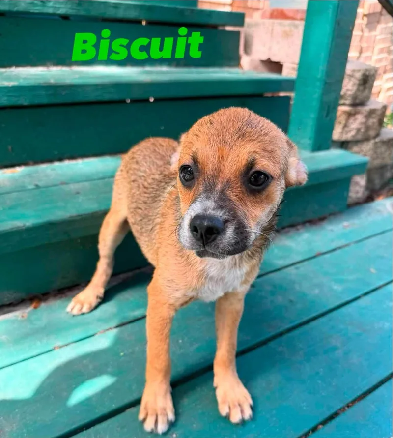 Biscuit thumbnail 2