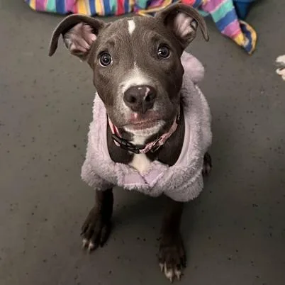 Rosie