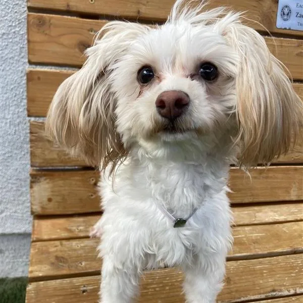 A young small-sized female White / Cream Maltese dog named Kaliyah for adoption in Hawthorne, CA