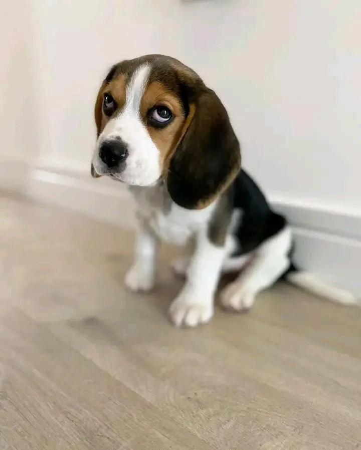 Cooper thumbnail 4