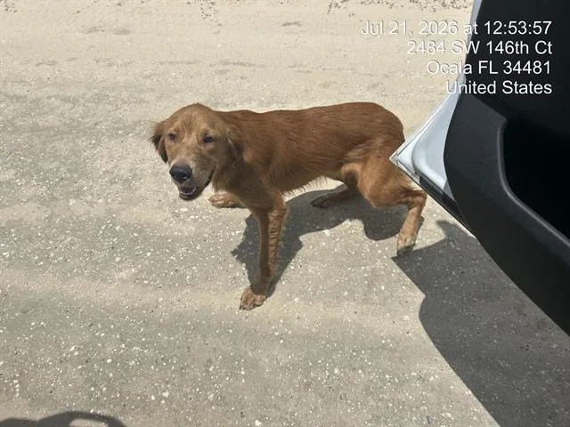 A young medium-sized male Golden Retriever dog named Phil for adoption in Ocala, FL