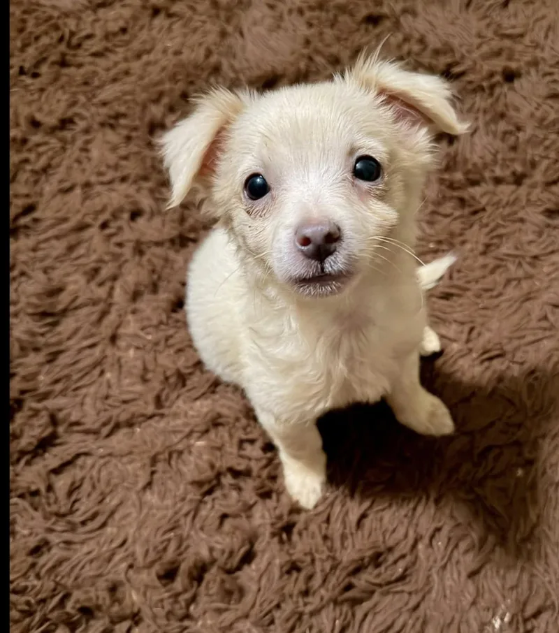 A baby small-sized male Chihuahua dog named Quaz for adoption in Sonora, CA
