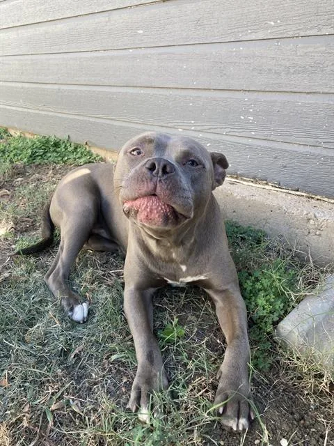 A young large-sized male Mixed Breed dog named Dice for adoption in Dallas, TX
