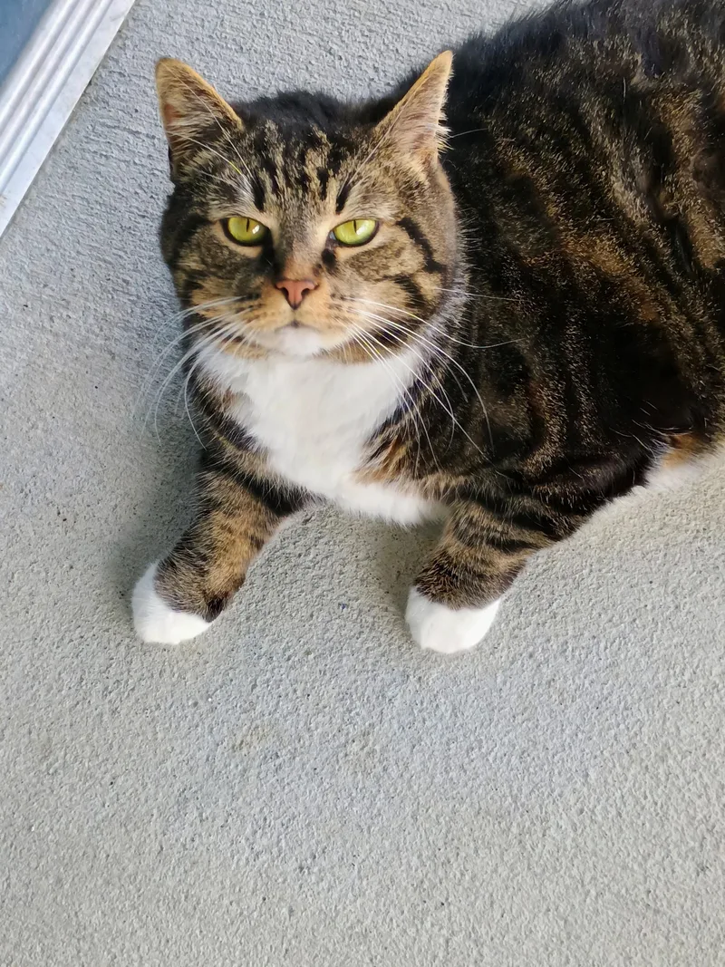 An adult large-sized female Tabby (Brown / Chocolate) Domestic Short Hair cat named Bb for adoption in New Philadelphia, OH