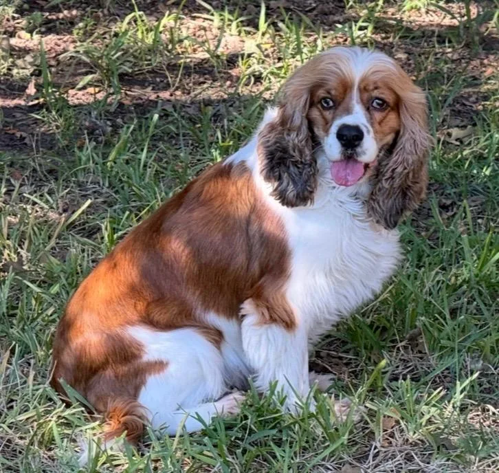 An adult medium-sized female Red / Chestnut / Orange Cocker Spaniel dog named Lucy Rose for adoption in Plano, TX