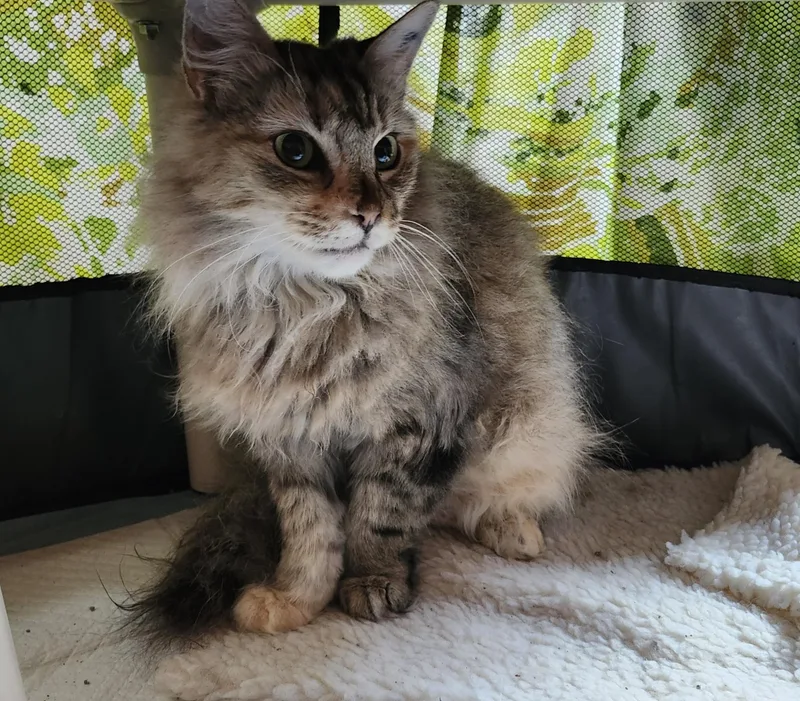An adult medium-sized female Buff / Tan / Fawn Domestic Medium Hair cat named "jazzie" for adoption in North East, MD