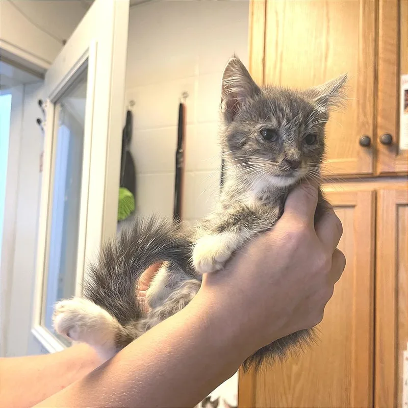 A baby small-sized male Gray / Blue / Silver Domestic Short Hair cat named Yuki for adoption in Albert Lea, MN